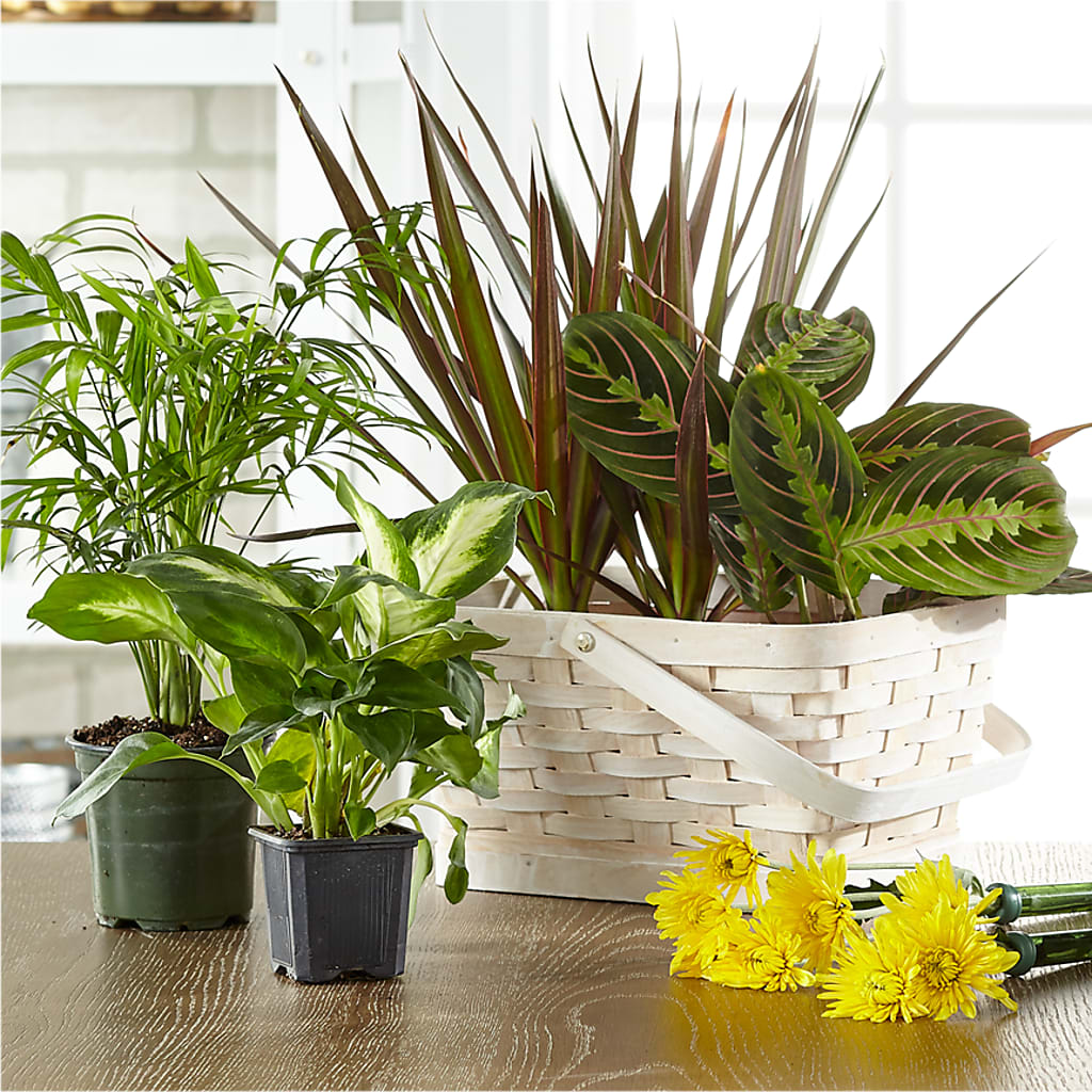 Florist Designed Blooming and Green Plants in a Basket – BO'S ACCENT FLOWERS, Middlesboro KY