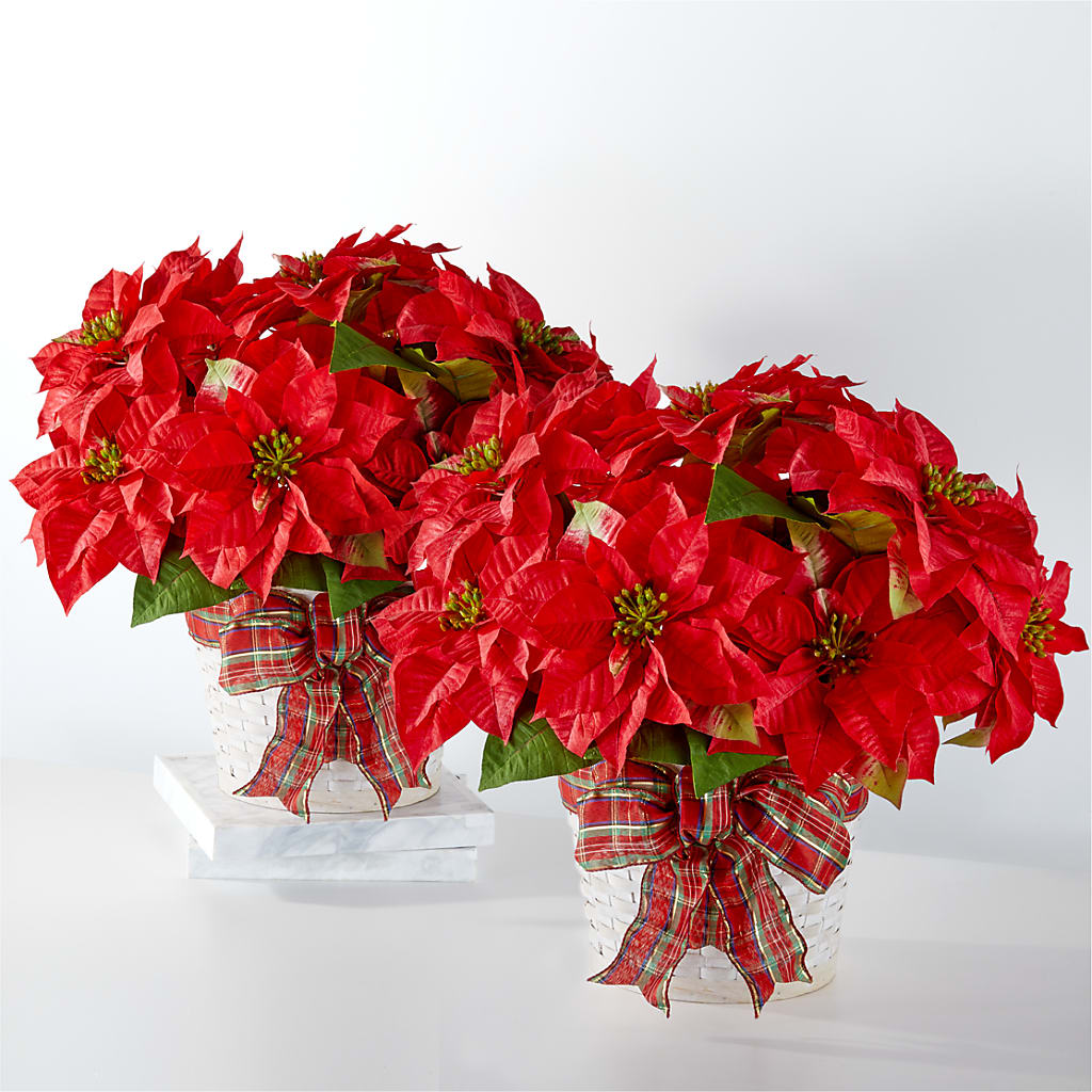 Happiest Holidays Poinsettia Bundle – BO'S ACCENT FLOWERS, Middlesboro KY
