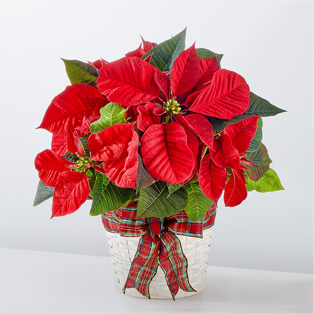 Happiest Holidays Poinsettia – BO'S ACCENT FLOWERS, Middlesboro KY