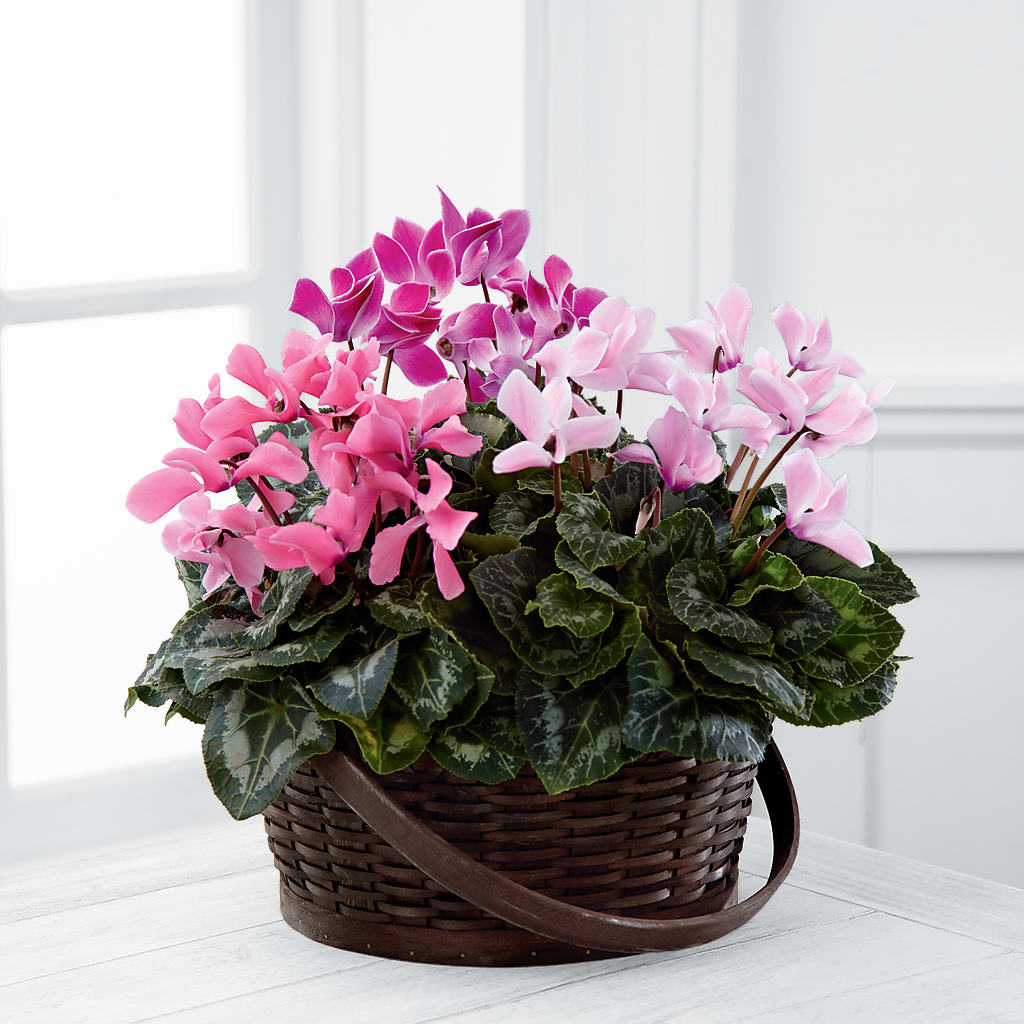 Mixed Cyclamen Planter – BO'S ACCENT FLOWERS, Middlesboro KY
