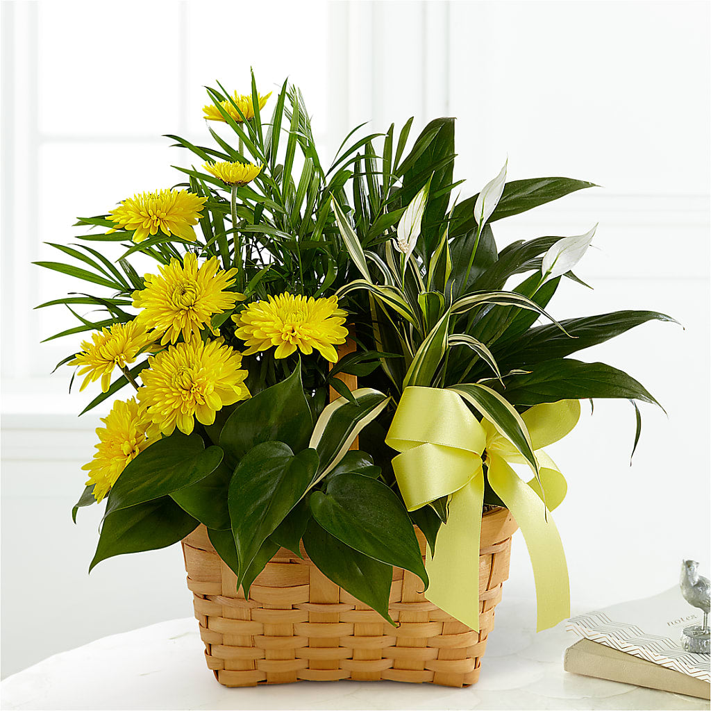Loving Light Dishgarden – BO'S ACCENT FLOWERS, Middlesboro KY
