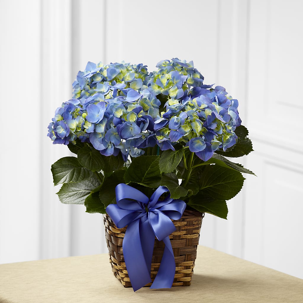 Blue Hydrangea Planter – BO'S ACCENT FLOWERS, Middlesboro KY