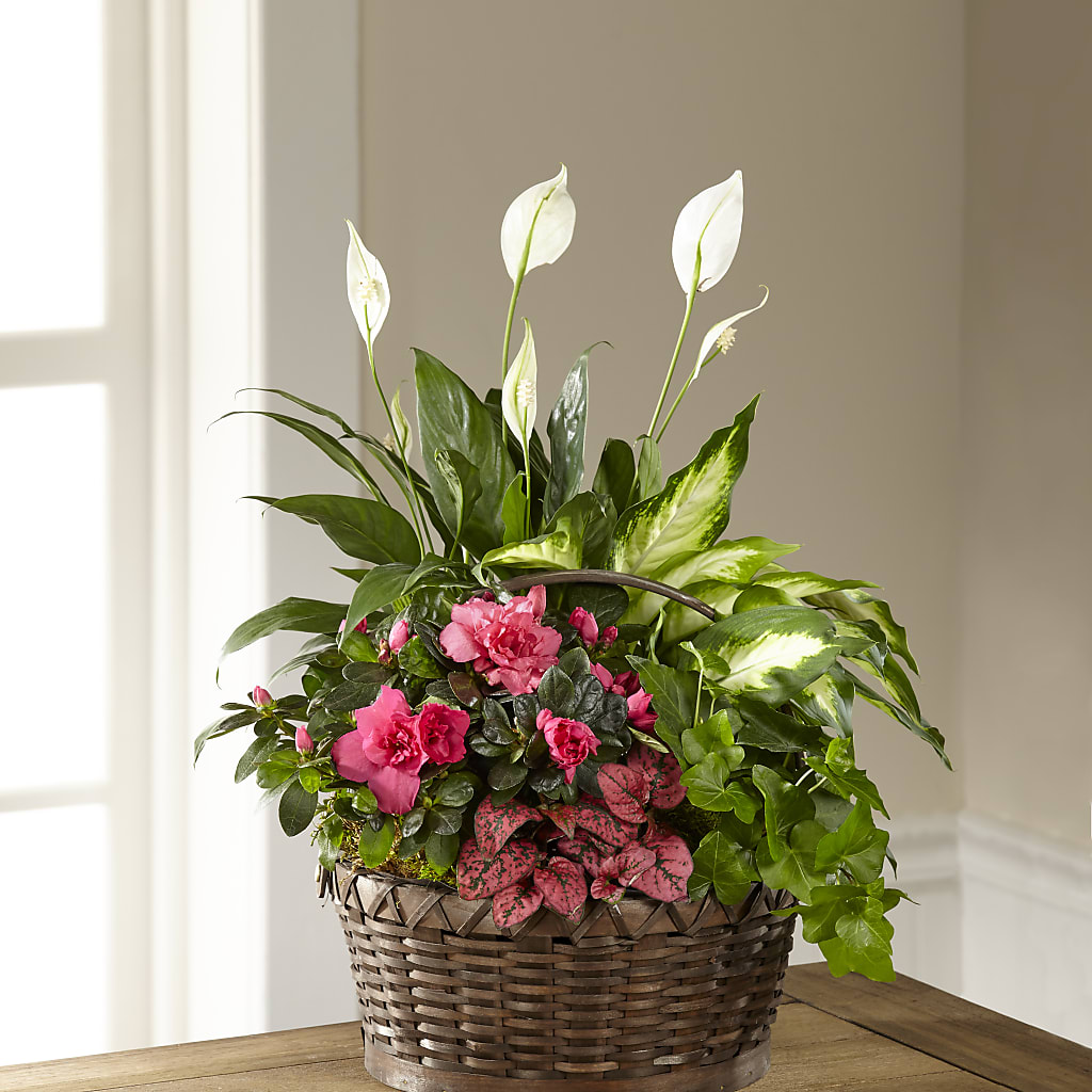 Dream in Pink Dishgarden – BO'S ACCENT FLOWERS, Middlesboro KY