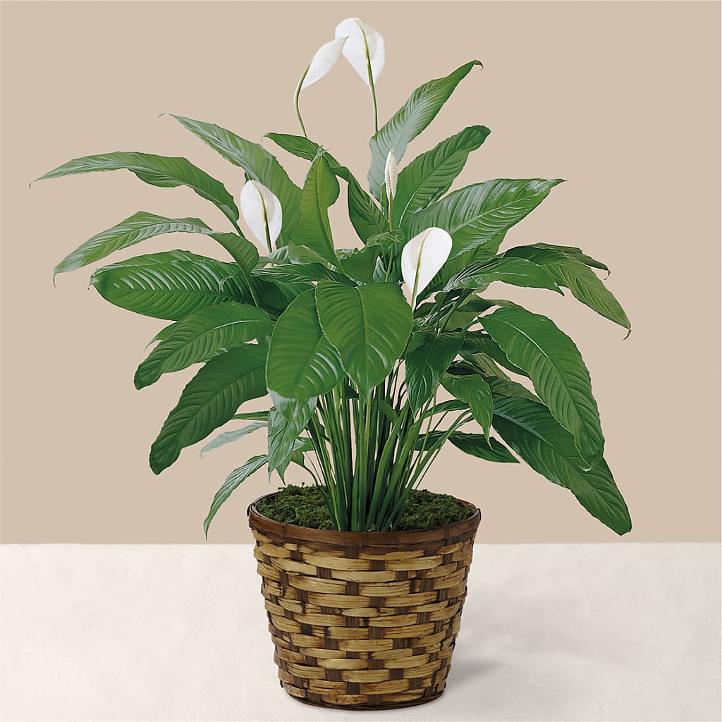 Tranquil Moments Peace Lily Plant – BO'S ACCENT FLOWERS, Middlesboro KY