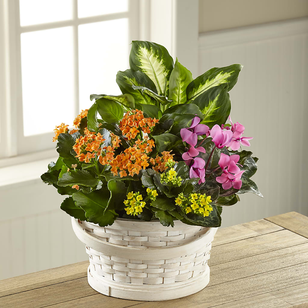 Color Crush Dishgarden – BO'S ACCENT FLOWERS, Middlesboro KY