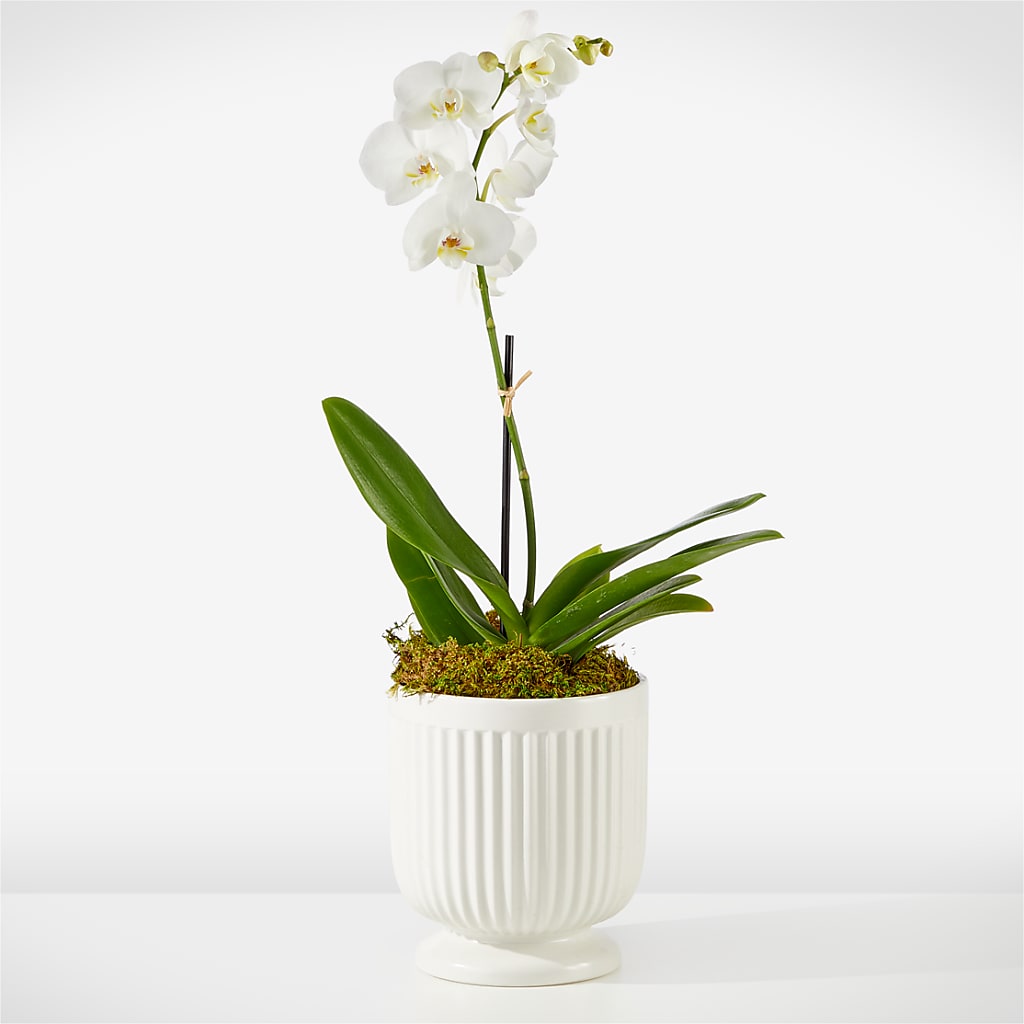 Whispering White Orchid – BO'S ACCENT FLOWERS, Middlesboro KY