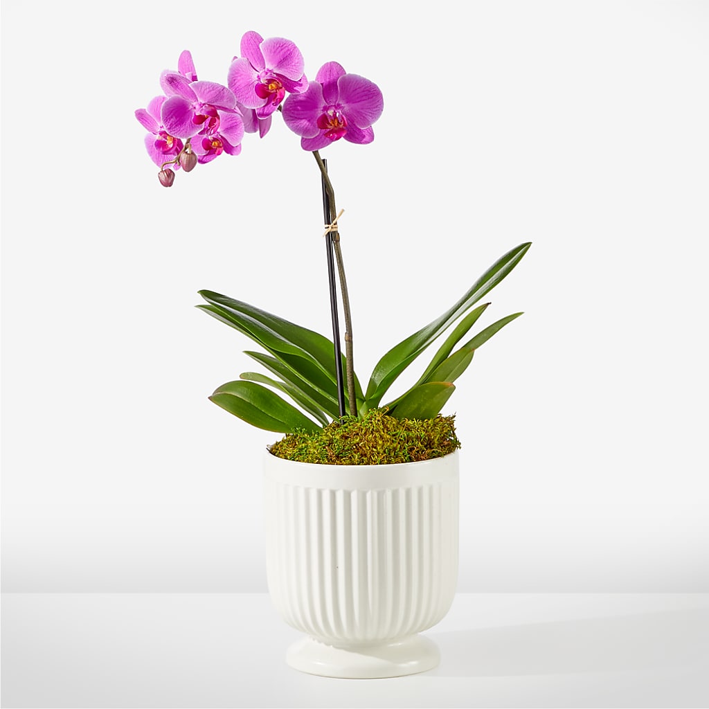Friendly Fuchsia Orchid – BO'S ACCENT FLOWERS, Middlesboro KY