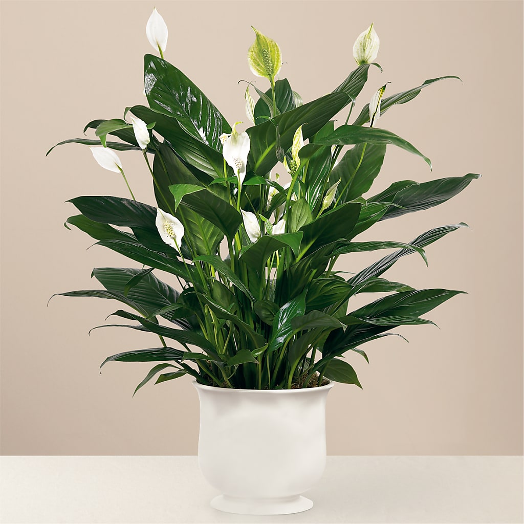 Comfort Planter – BO'S ACCENT FLOWERS, Middlesboro KY