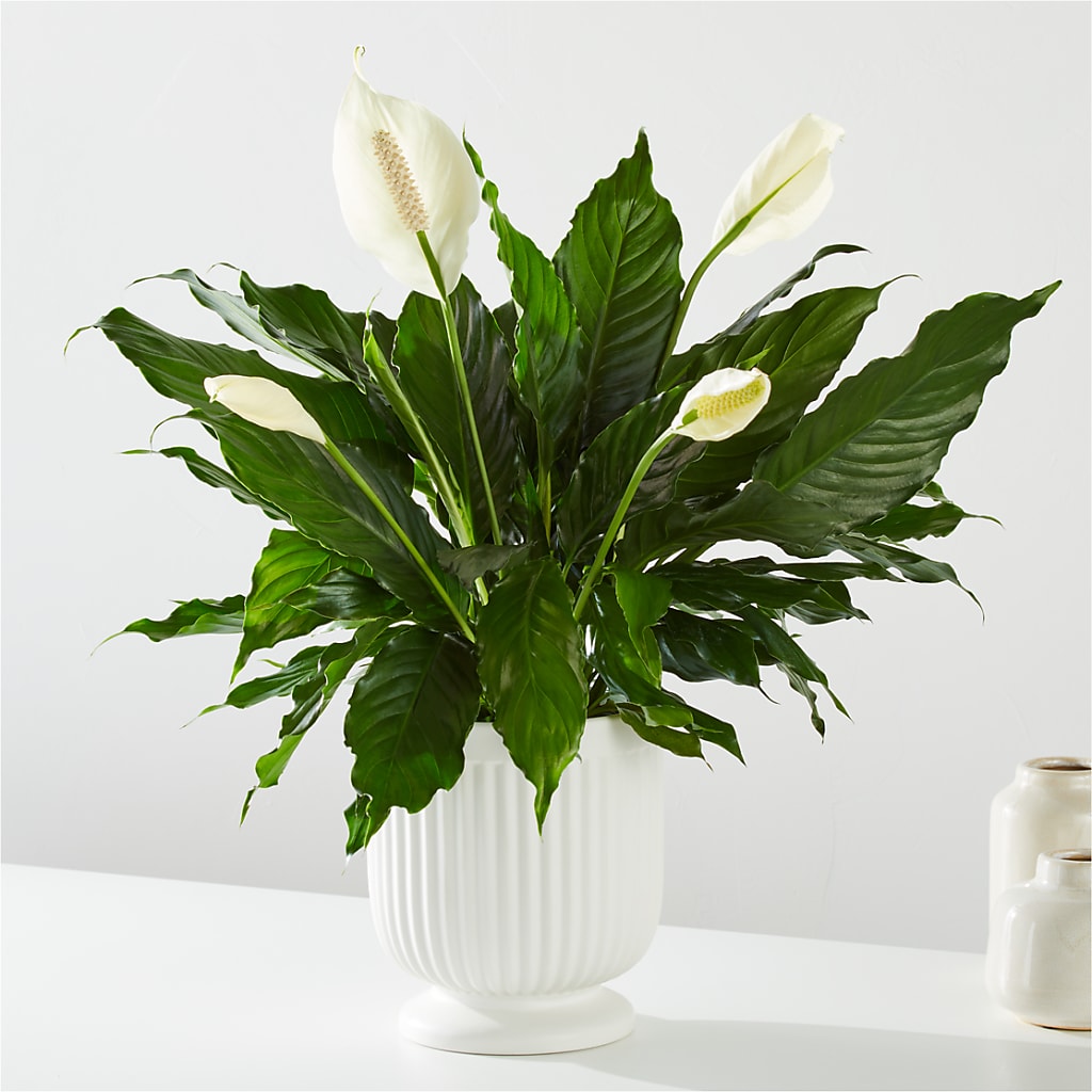 Comfort Planter – BO'S ACCENT FLOWERS, Middlesboro KY