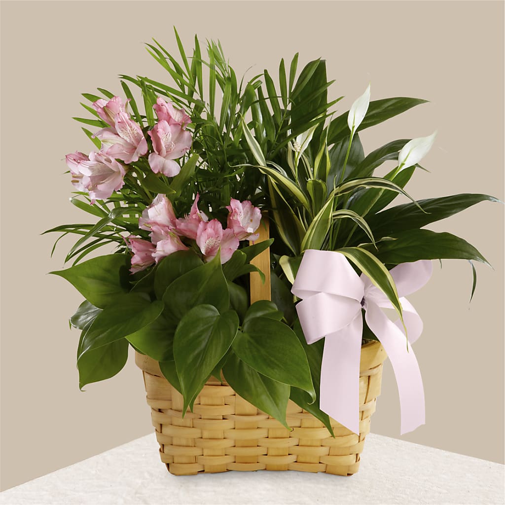 Living Spirit Dishgarden – BO'S ACCENT FLOWERS, Middlesboro KY