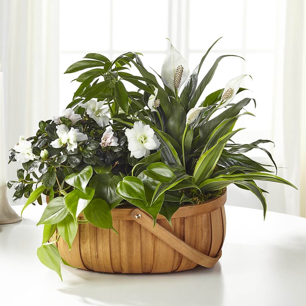 Serene Dishgarden – BO'S ACCENT FLOWERS, Middlesboro KY