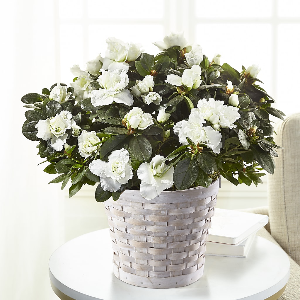 White Azalea Plant – BO'S ACCENT FLOWERS, Middlesboro KY