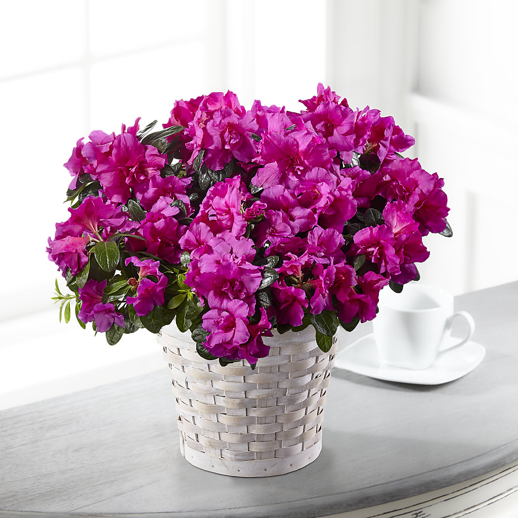 Hope & Serenity Azalea Plant – BO'S ACCENT FLOWERS, Middlesboro KY