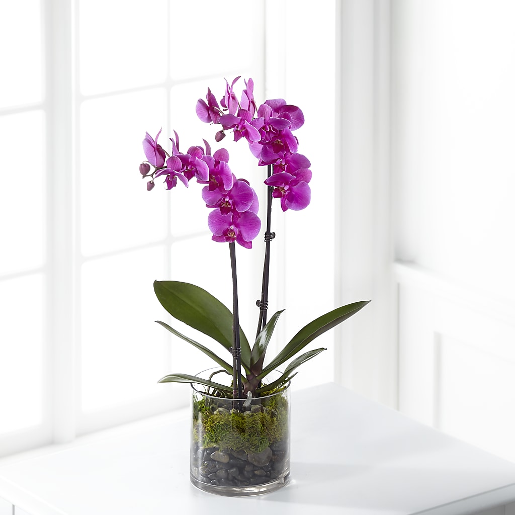 Pink Orchid Plant – BO'S ACCENT FLOWERS, Middlesboro KY