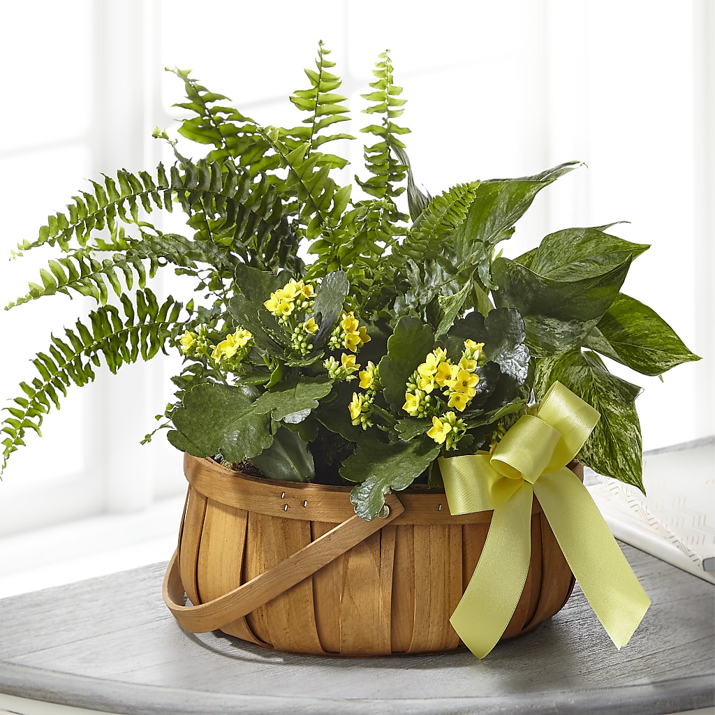 Always Dear Dishgarden – BO'S ACCENT FLOWERS, Middlesboro KY
