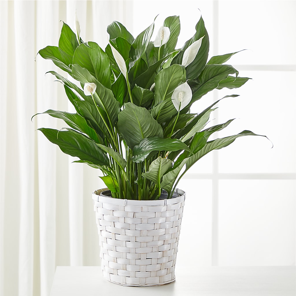 A New Leaf Peace Lily – BO'S ACCENT FLOWERS, Middlesboro KY