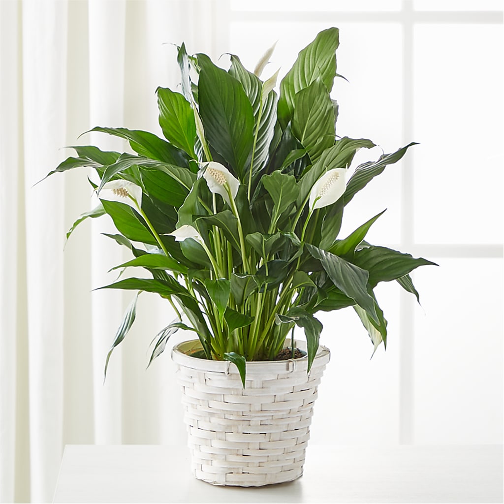 A New Leaf Peace Lily – BO'S ACCENT FLOWERS, Middlesboro KY