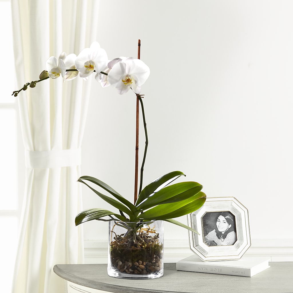 White Orchid Planter – BO'S ACCENT FLOWERS, Middlesboro KY