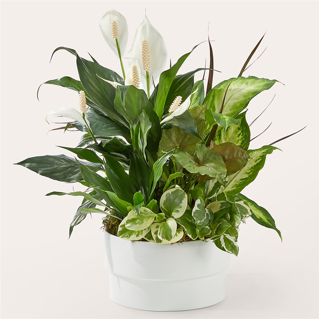 Radiating Positivity Dishgarden – BO'S ACCENT FLOWERS, Middlesboro KY