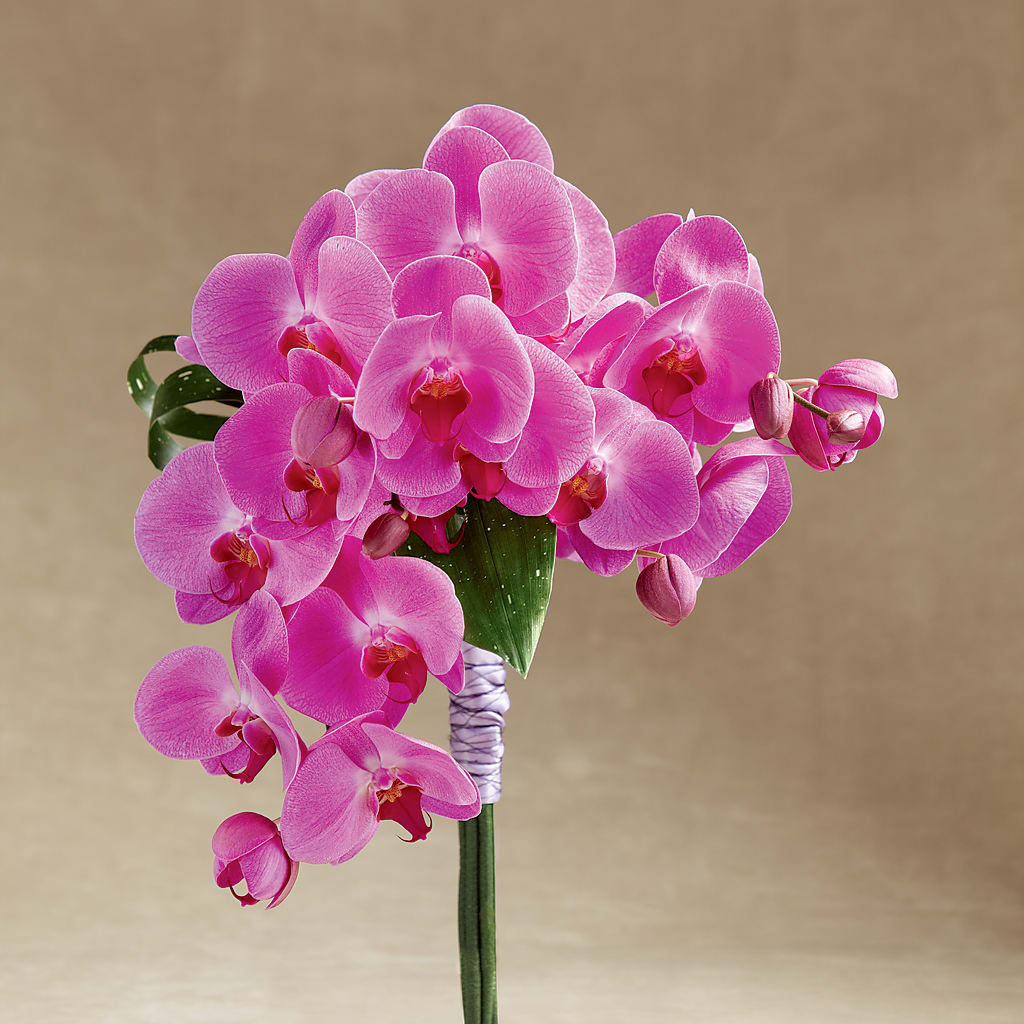 Glorious Bouquet – BO'S ACCENT FLOWERS, Middlesboro KY