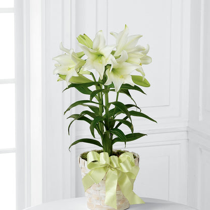 Easter Lily Plant – BO'S ACCENT FLOWERS, Middlesboro KY