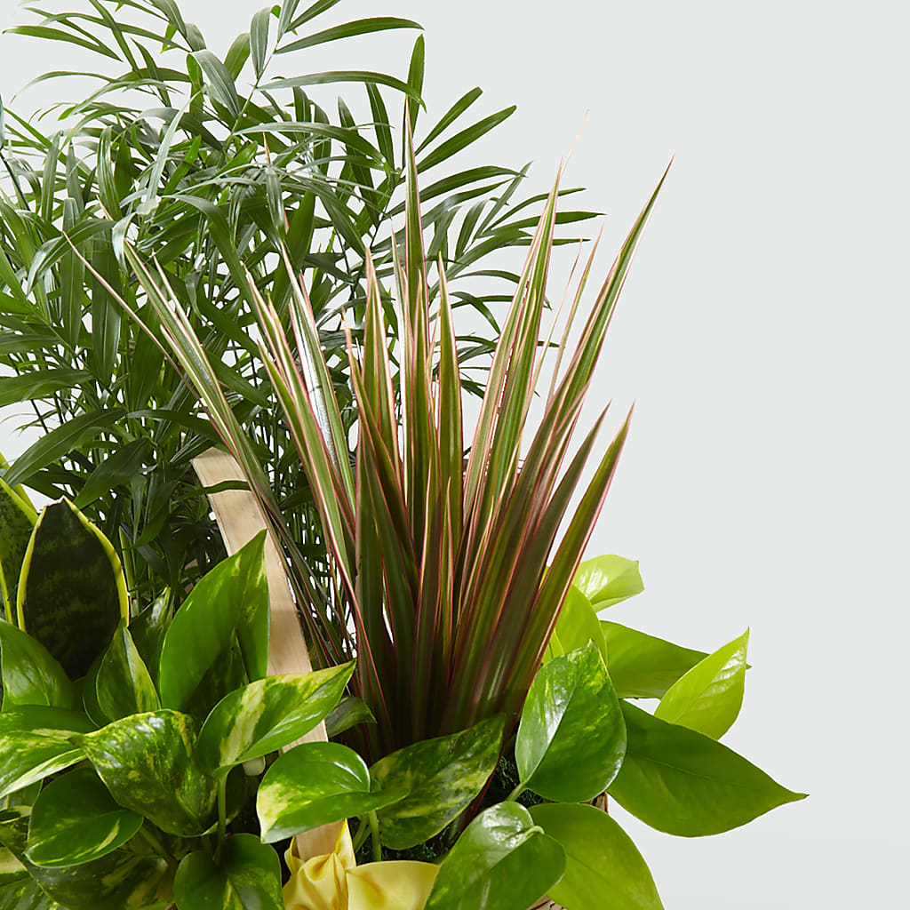 French Garden – BO'S ACCENT FLOWERS, Middlesboro KY