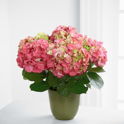 Pink Hydrangea Planter – BO'S ACCENT FLOWERS, Middlesboro KY