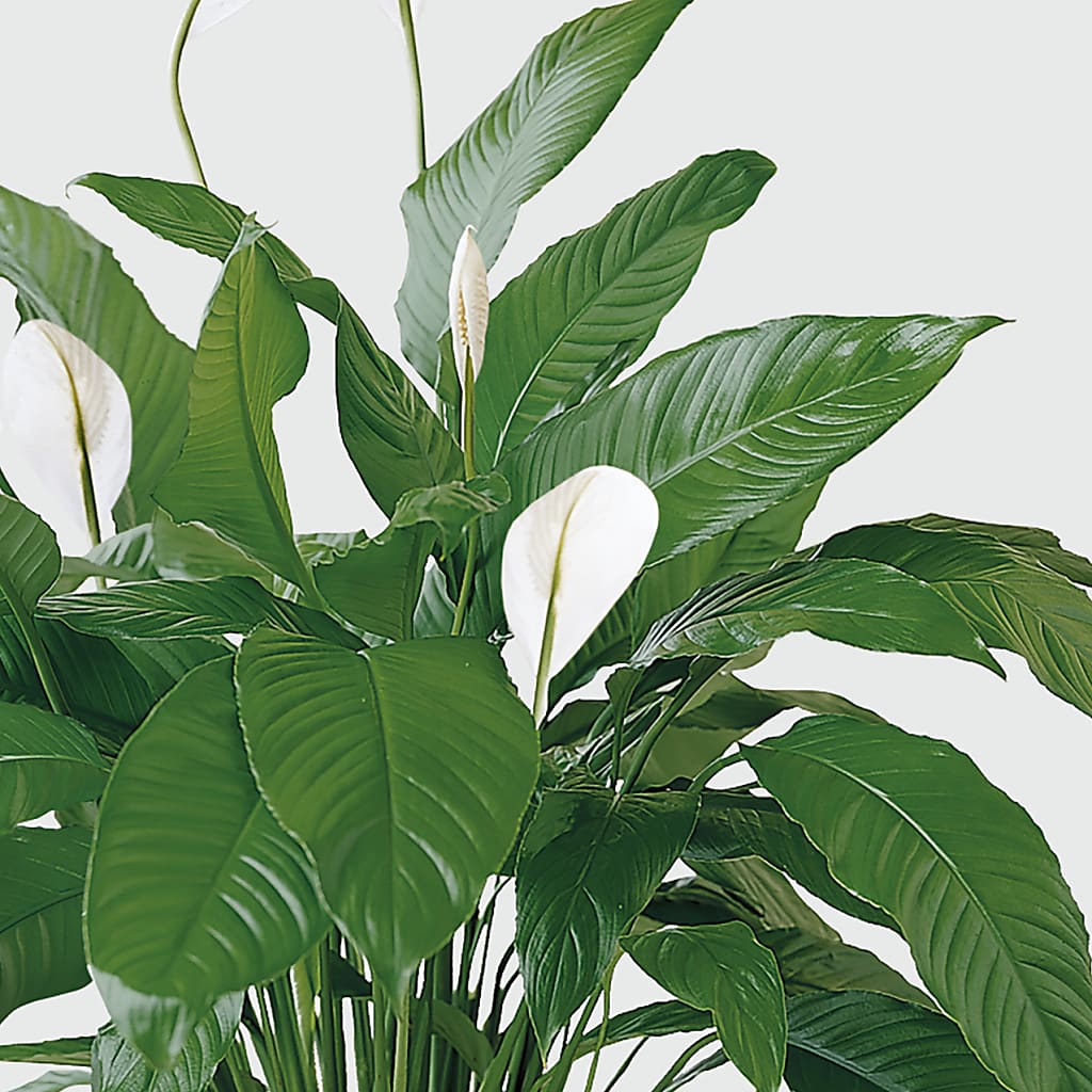 Tranquil Moments Peace Lily Plant – BO'S ACCENT FLOWERS, Middlesboro KY