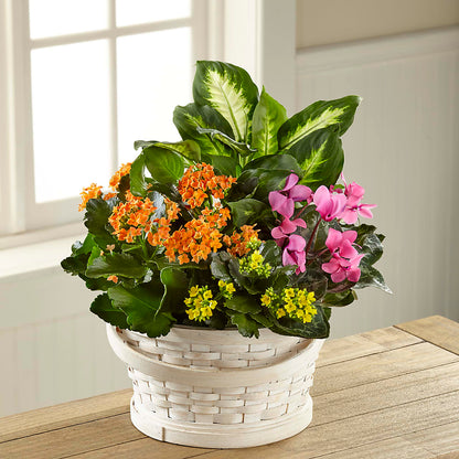 Color Crush Dishgarden – BO'S ACCENT FLOWERS, Middlesboro KY