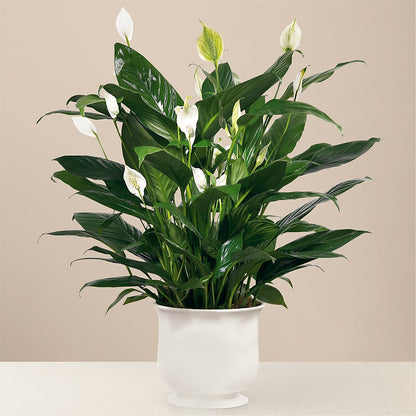 Comfort Planter – BO'S ACCENT FLOWERS, Middlesboro KY