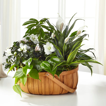 Serene Dishgarden – BO'S ACCENT FLOWERS, Middlesboro KY