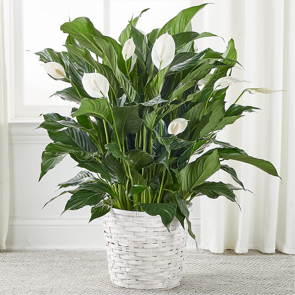 albo peace lily A New Leaf Peace Lily – white flower arrangement | Middlesboro, KY