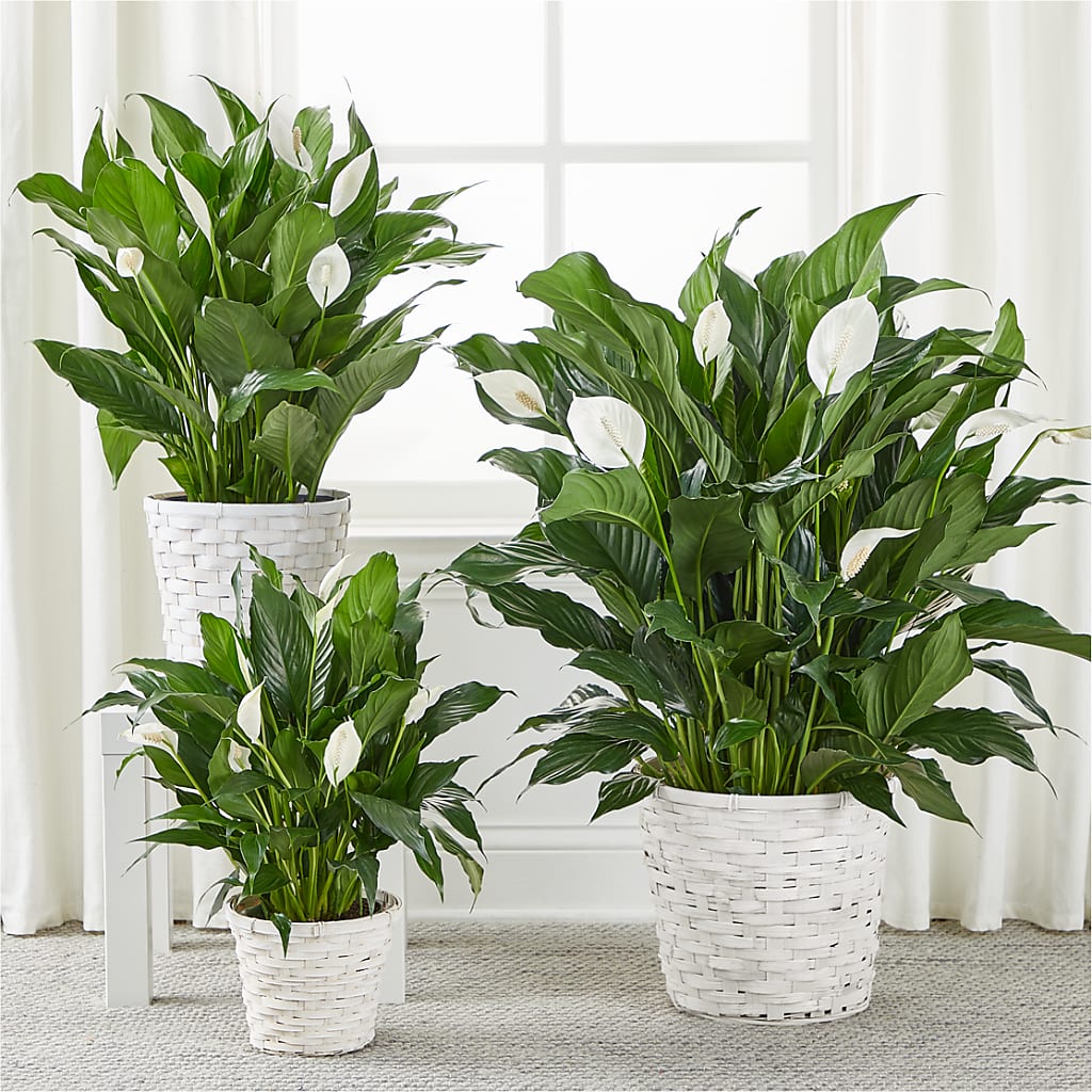 A New Leaf Peace Lily – BO'S ACCENT FLOWERS, Middlesboro KY