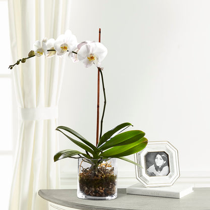 White Orchid Planter – BO'S ACCENT FLOWERS, Middlesboro KY