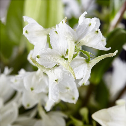 Classic Ivory – A Florist Original – BO'S ACCENT FLOWERS, Middlesboro KY
